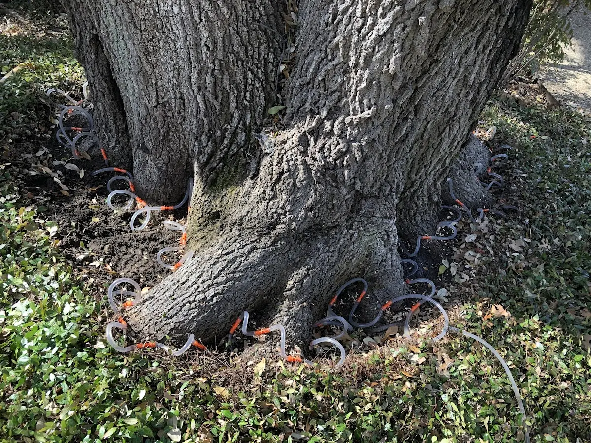 Detailed Tree Cabling and Bracing job site in Alpine