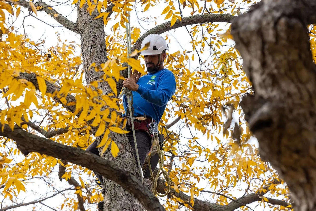 Skilled Tree Planing crew working in Alpine